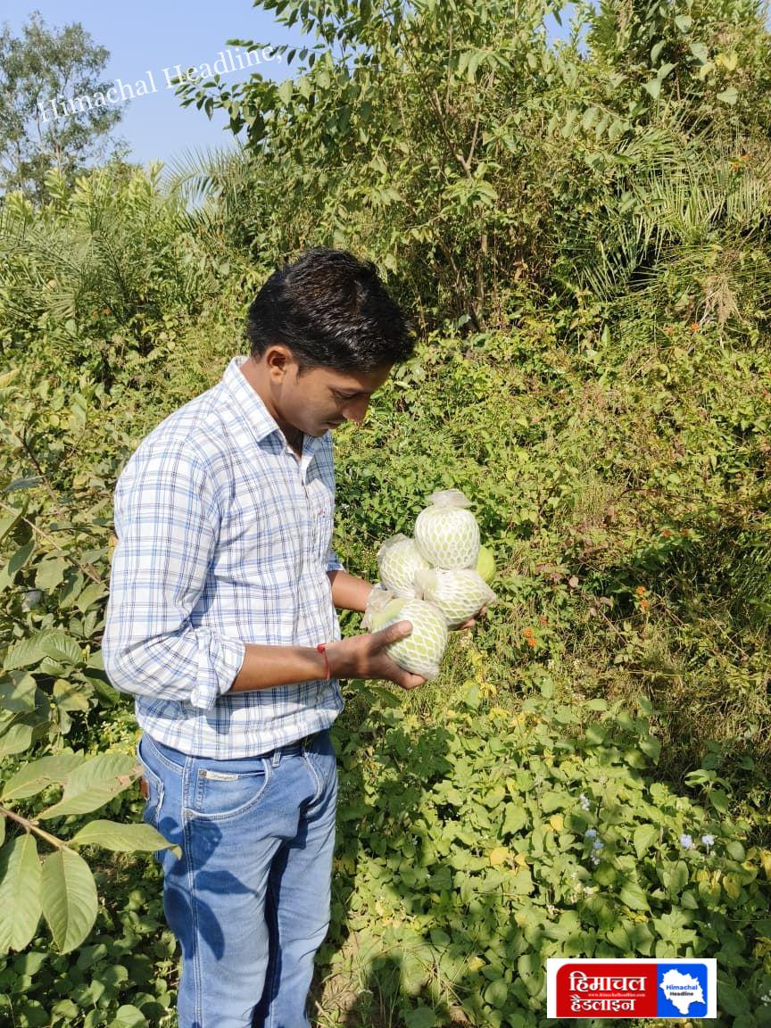 एचपी शिवा परियोजना से धर्मपुर में बागवानों की किस्मत चमकी, अमरूद की फसल से बढ़ी आय